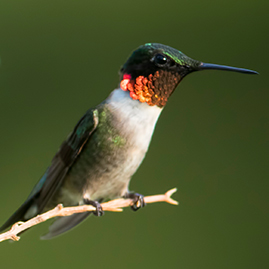 Five Ways to Celebrate National Pollinator Week!